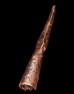 Middeleeuws Middeleeuws pijlpunt - 5e / 8e eeuw (Zonder