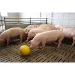 Anti-stress-bal v. biggen d =30 cm, - niet verpakt - - kerbl, Articles professionnels, Agriculture | Aliments pour bétail