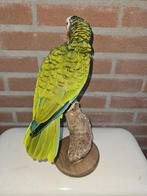 Amazone papegaai Taxidermie volledige montage - Amazona, Verzamelen, Dierenverzamelingen, Nieuw