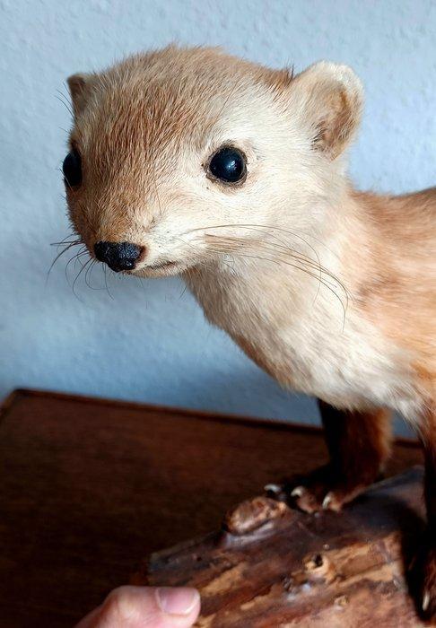 Grison Support de corps entier pour taxidermie - Martes, Verzamelen, Dierenverzamelingen