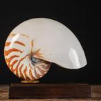 Gekamerde Nautilus-exemplaar op een aangepast voetstuk -, Verzamelen, Nieuw