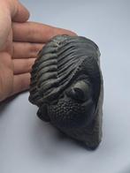 Trilobiet - Gefossiliseerd dier - Drotops, Verzamelen, Mineralen en Fossielen