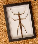 Wandelende tak Taxidermie volledige montage - Phasmatidae -