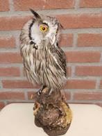 Noordelijke witwangdwergooruil Taxidermie volledige montage, Nieuw