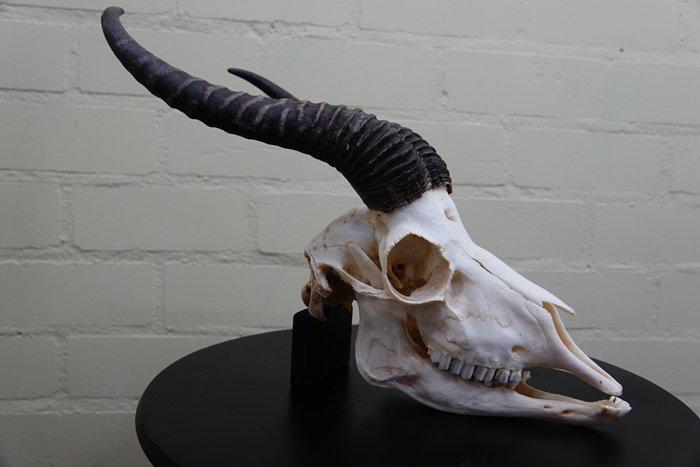 Springbok Schedel - Antidorcas marsupialis - 0 cm - 0 cm - 0, Antiek en Kunst, Curiosa en Brocante