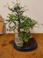 Japanese iep bonsai (Zelkova) - Hoogte (boom): 34 cm -
