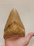 Megalodon - Fossiele tand - 12.4 cm - 8.5 cm, Verzamelen