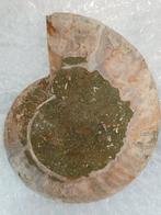 munitie Taxidermie volledige montage - Ammonite - 10 cm - 7