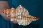 Escargot de mer Coquillage marin - PLEUROPLOCA TRAPEZIUM, Nieuw