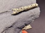 pyriet Pyriet gesteente fossielen - Hoogte: 75 mm - Breedte:, Verzamelen, Mineralen en Fossielen