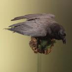 Raaf Taxidermie Opgezette Dieren By Max, Ophalen of Verzenden, Nieuw, Vogel, Opgezet dier