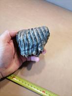 Wolharige mammoet - Fossiele kies - Mammuthus primigenius