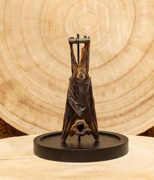 Chauve-souris Support de corps entier pour taxidermie -, Verzamelen, Dierenverzamelingen