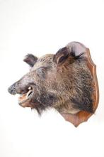 Vintage Wild Boar Head Mount Taxidermie wandmontage - Sus, Nieuw