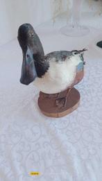 anas Taxidermie volledige montage - Anas clypeata - 30 cm -, Nieuw