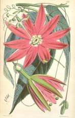Joseph Dalton Hooker - Curtiss Botanical Magazine,