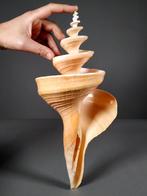 Grand faux trumpet Coquillage marin - Syrinx aruanus, Collections