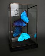 Papillon Support de corps entier pour taxidermie - Morpho