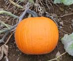 Duchess F1 PMT halloweenpompoen kleinverpakking zaden