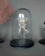 Kikker Taxidermie volledige montage - FEJERVARYA limnocharis, Nieuw