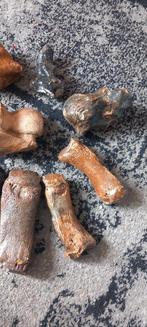 Rhinocéros laineux - Os fossilisé - Coelodonta antiquitatis, Collections