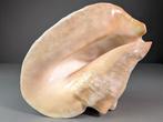 Grote Goliath Conch Zeeschelp - Titanostrombus goliath, Verzamelen, Nieuw