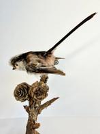 Long-tailed Tit Taxidermie volledige montage - Aegithalos, Verzamelen, Nieuw