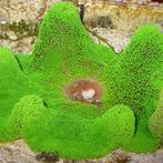 Stichodactyla Gigantea (Green Carpet Anemone) M (Circa 15 cm, Dieren en Toebehoren