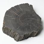 Fossiel hout - Gefossiliseerde plant - Quercus sp. - 12 cm -