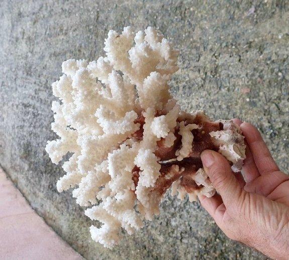 Witte koraal Koraal - Corail Acropora, Antiek en Kunst, Curiosa en Brocante