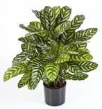 Kunstplant Calathea Groen Deluxe 80 cm, Huis en Inrichting, Kamerplanten, Verzenden