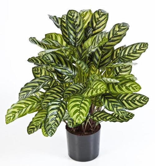 Kunstplant Calathea Groen Deluxe 80 cm, Huis en Inrichting, Kamerplanten, Verzenden
