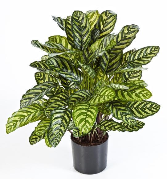 Kunstplant Calathea Groen Deluxe 80 cm, Huis en Inrichting, Kamerplanten, Verzenden