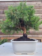 Den bonsai (Pinus) - Hoogte (boom): 25 cm - Diepte (boom):, Antiek en Kunst