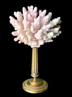 Koraal Koraal - Corallium konjoi