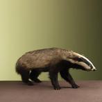Das Taxidermie volledige montage - Meles meles - 31 cm - 21, Nieuw