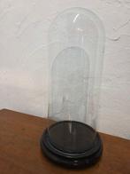 Globe - stolp - antiek - 1901-1920 - Antieke ronde stolp op, Antiek en Kunst