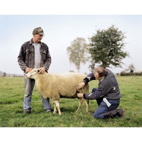 Détecteur de gestation ovin/caprin avec sonde - kerbl, Dieren en Toebehoren, Stalling en Weidegang