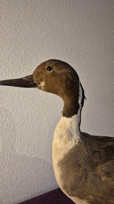 Canard Pilet Taxidermie wandmontage - Anas acuta - spécimen, Verzamelen, Dierenverzamelingen