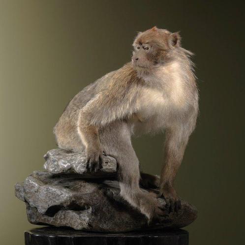 Macaque de Barbarie Support de corps entier pour taxidermie, Verzamelen, Dierenverzamelingen