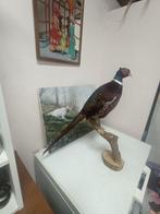 Fazant Taxidermie volledige montage - Phasianus colchicus -, Nieuw