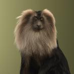 Aap Taxidermie volledige montage - Macaca silenus - 53 cm -