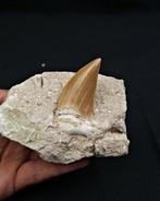 Gigantische haaientand Otodus Obliquus in matrix - Fossiele, Verzamelen