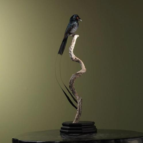 Drongo Taxidermie Opgezette Dieren By Max, Verzamelen, Dierenverzamelingen, Opgezet dier, Nieuw, Vogel, Ophalen of Verzenden
