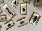 Themacollectie - Insecten- en spinnenverzameling in, Antiek en Kunst