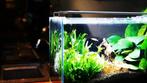aquariumverlichting / LED voor rifaquarium & plantenaquarium