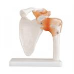 Anatomisch model, schouder ST-ATM-020, Verzenden, Nieuw