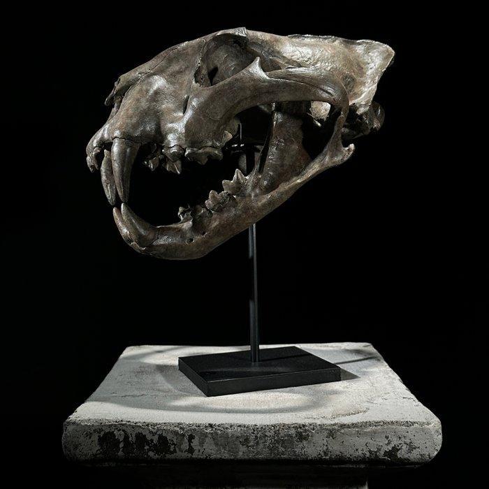 GEEN RESERVEPRIJS - Een replica van een tijgerschedel op een, Collections, Collections Animaux