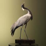 Jufferkraanvogel Taxidermie Opgezette Dieren By Max, Verzamelen, Dierenverzamelingen, Ophalen of Verzenden, Nieuw, Vogel, Opgezet dier
