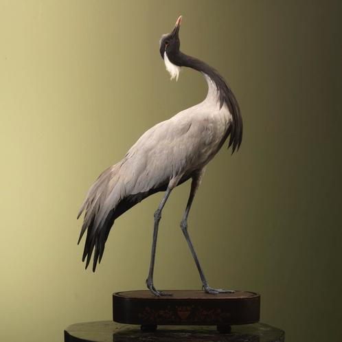 Jufferkraanvogel Taxidermie Opgezette Dieren By Max, Verzamelen, Dierenverzamelingen, Opgezet dier, Nieuw, Vogel, Ophalen of Verzenden